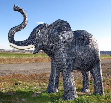 Elephant XXL