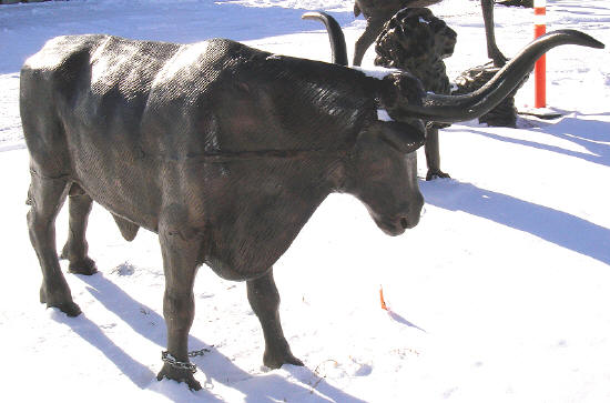 Large Longhorn Steer (Head Turned)