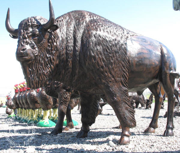 Life Size Buffalo