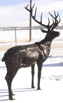 Bull Elk (Head Turned)